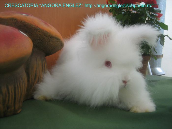 Femela Angora Englez - 09-Femela 9 - Doe 9