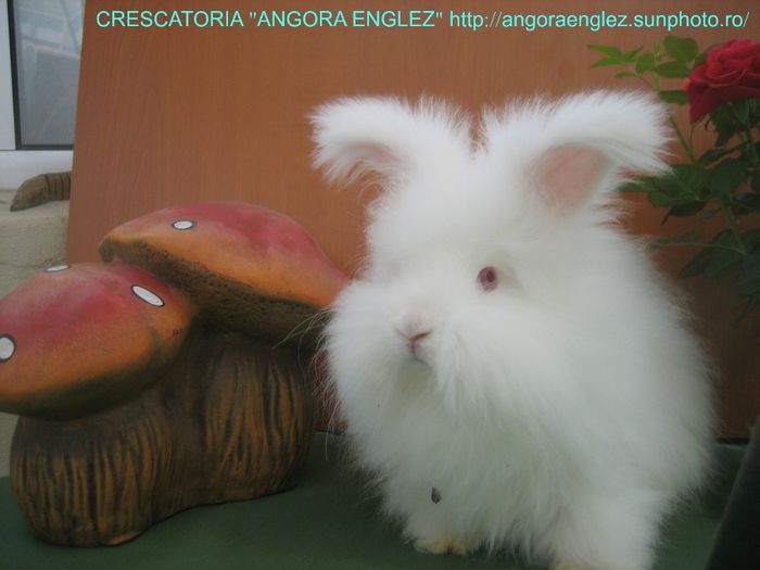 Femela Angora Englez - 09-Femela 9 - Doe 9