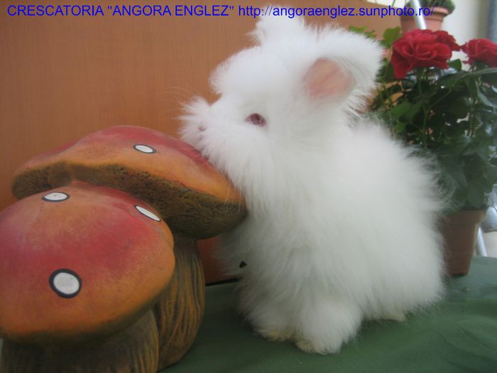 Femela Angora Englez - 09-Femela 9 - Doe 9