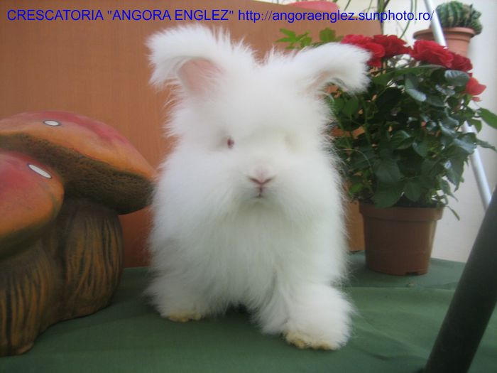 Femela Angora Englez - 09-Femela 9 - Doe 9