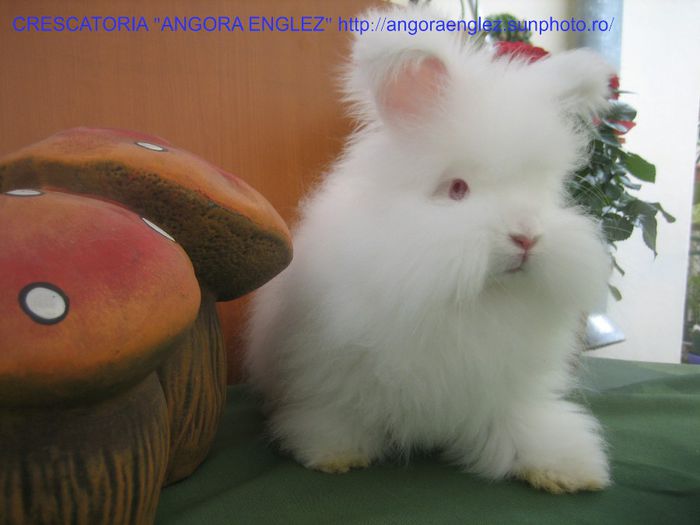 Femela Angora Englez