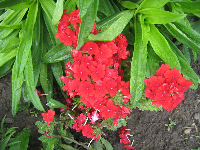 in gradina de flori 010