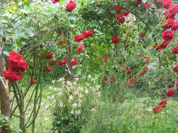 in gradina de flori 014 - In gradina mea