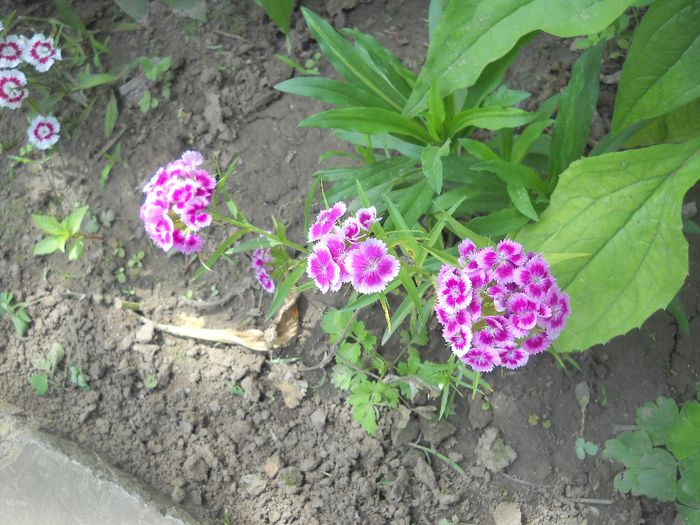 DSCN0207 - 4 floriu de iunie