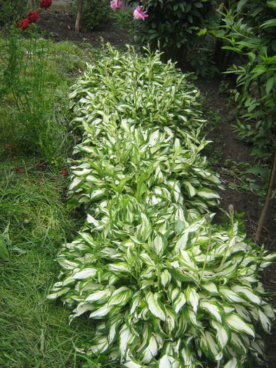 in gradina de flori 011