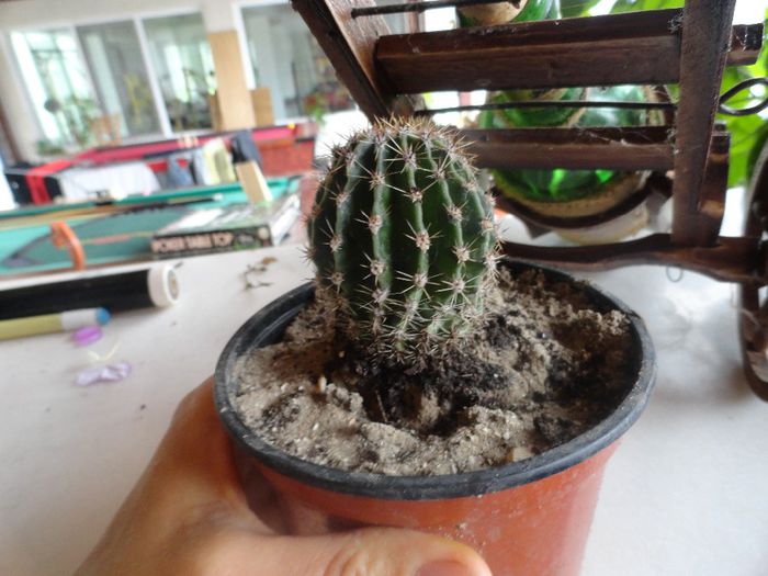 cactus nr8 10ron