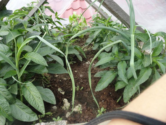 pepino gold inca in sera01iunie50ron - germinari plantute  in2014