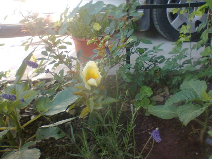 Fotografie1528 - paradisul verde unde imi servesc cafeluta cu ghimbir 2014