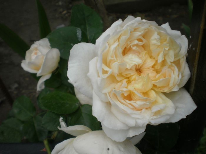 JAYNE AUSTIN
