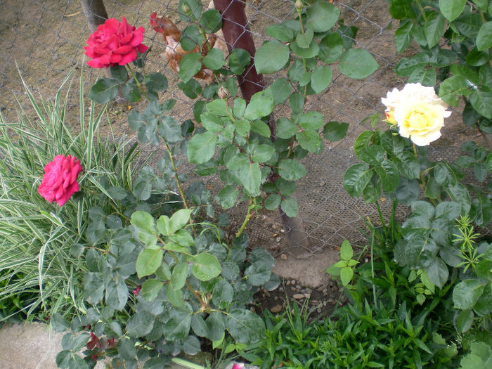 SANY0662 - Florile mele acum 2014