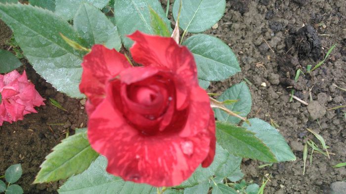 Red Intuition