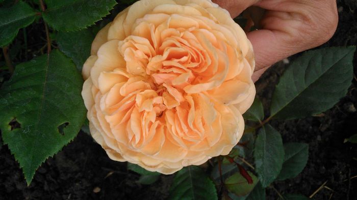 C   P Margareta