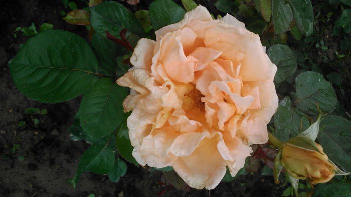 Madona Bulgaresc