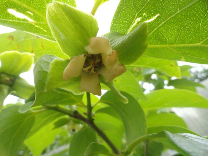 KAKI VANIGLIA CU flori - PLANTELE MELE DIN GRADINA2014