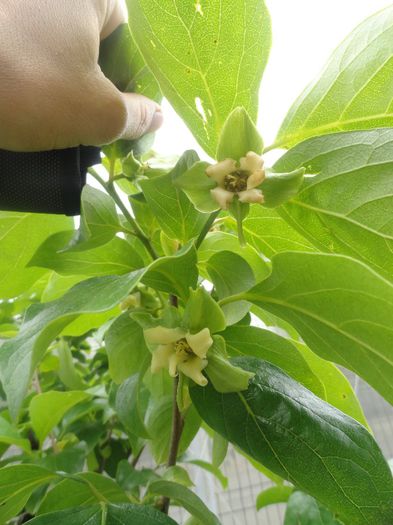 KAKI VANIGLIA CU flori - PLANTELE MELE DIN GRADINA2014