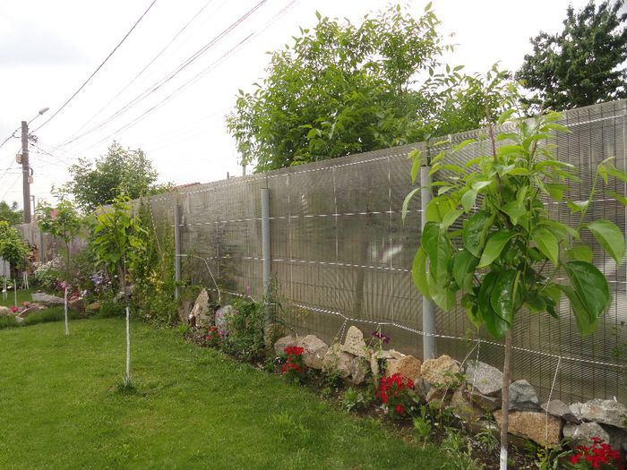 KAKI VANIGLIA si tipo - PLANTELE MELE DIN GRADINA2014