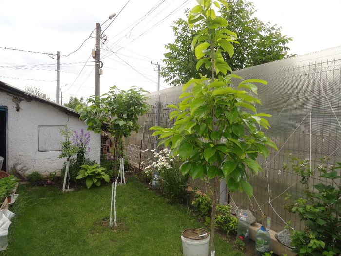 3 kaki vaniglia si 2 tipo - PLANTELE MELE DIN GRADINA2014