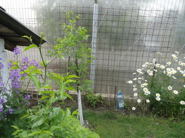 2 copacei de zizibus jujuba copacul de ciocolata - PLANTELE MELE DIN GRADINA2014