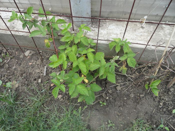 mur f tepi anul 2 - PLANTELE MELE DIN GRADINA2014