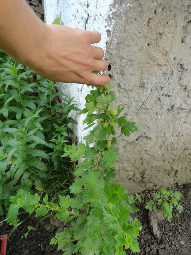 agrise rosi - PLANTELE MELE DIN GRADINA2014