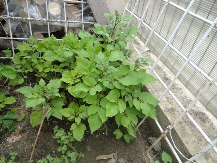 cartofi mov - PLANTELE MELE DIN GRADINA2014