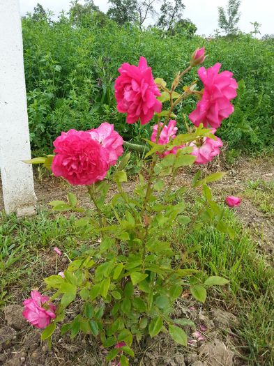 Rosarium Uetersen - trandafiri 2014