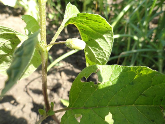 lamp rosu cu flori 1 iunie - PLANTELE MELE DIN GRADINA2014