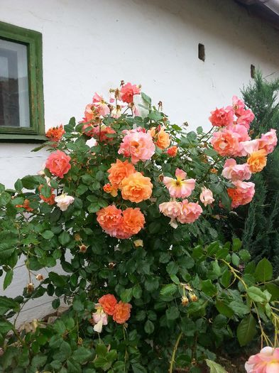 20140601_162748 - trandafiri 2014
