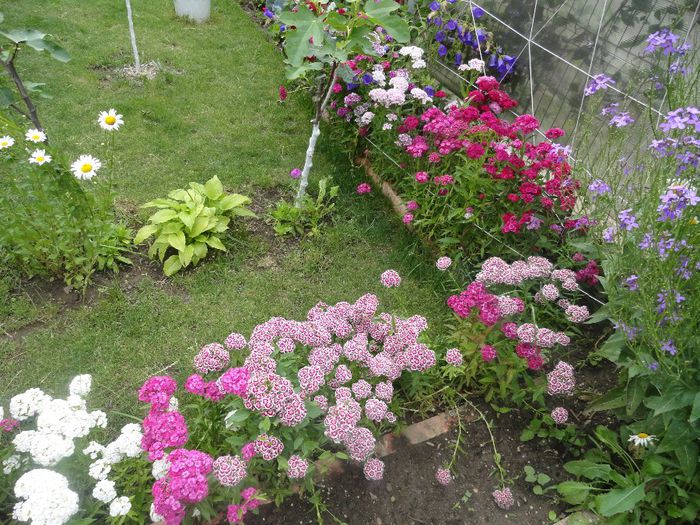 coltul garofitelor chinezesti