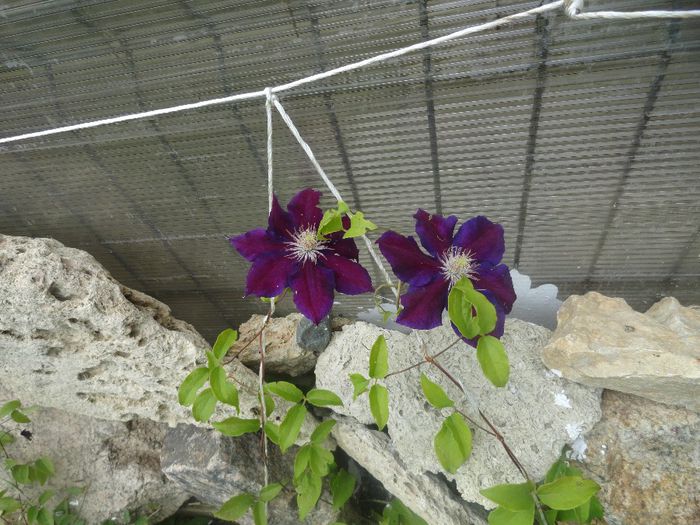 una din cele 5 clematite