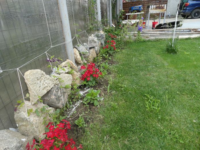 clematite regina nopti r si dalii