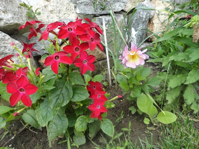 regina nopti si dalii