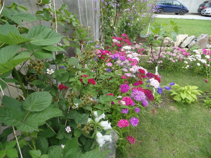 murif.tepi si garogite