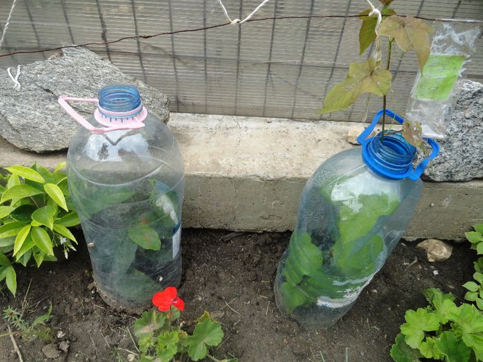 f. pasiuni foetida alba si ceasornic rosie - PLANTELE MELE DIN GRADINA2014