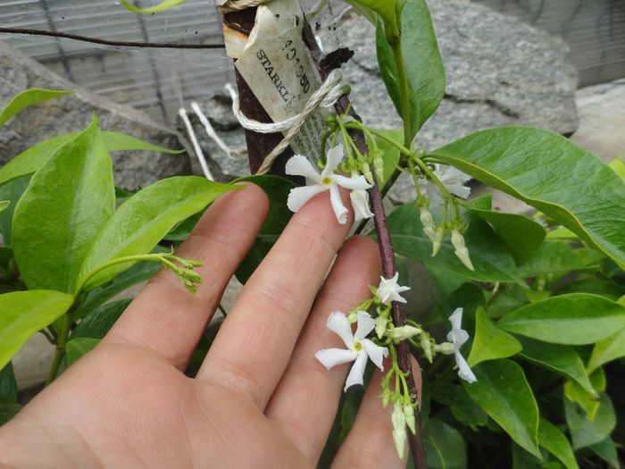 iasomie stelara - PLANTELE MELE DIN GRADINA2014