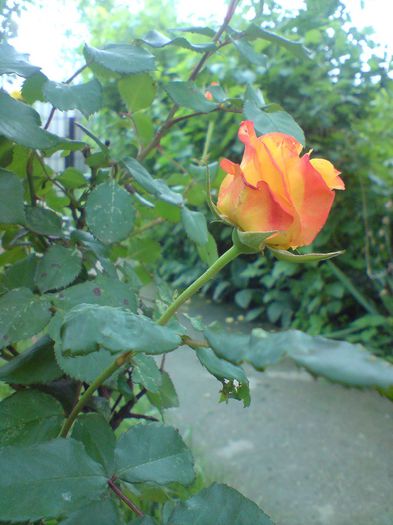 DSC00039 - Trandafiri