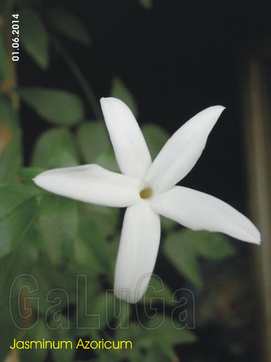 Jasminum Azoricum; Detaliu floare.
