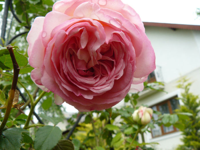 Sa fie Eden Rose ? - Trandafirii mei_2014