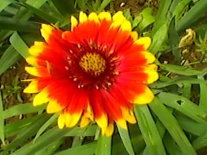 003
