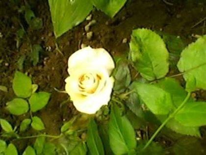 004