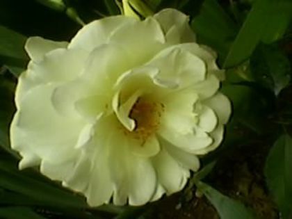 010