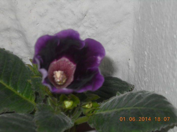 043 - IUNIE 2014