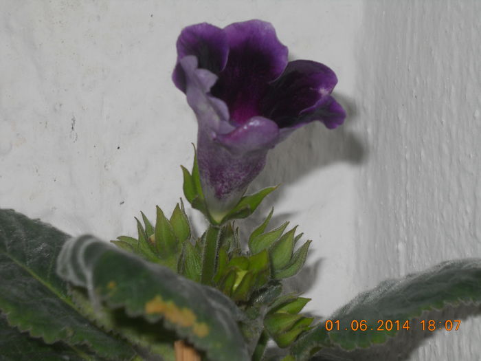 045 - IUNIE 2014