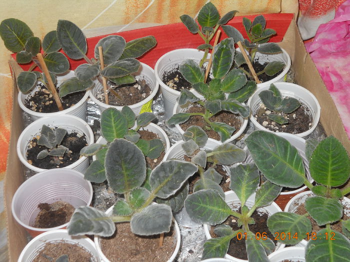062 - IUNIE 2014