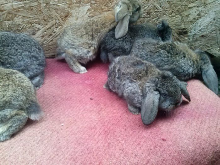  - femela berbec nr 2