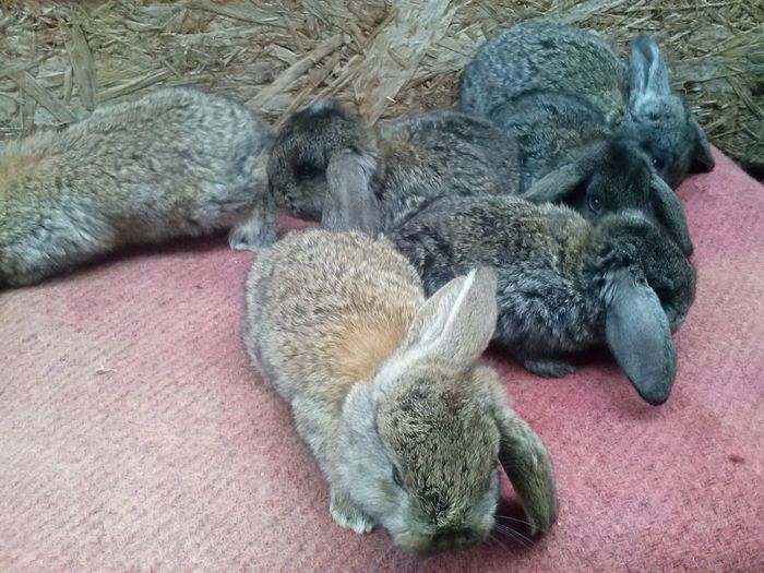  - femela berbec nr 2