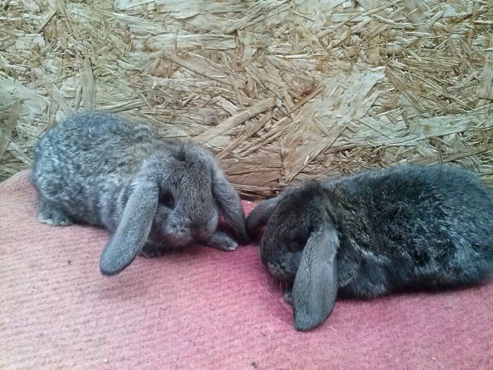  - femela berbec nr 2