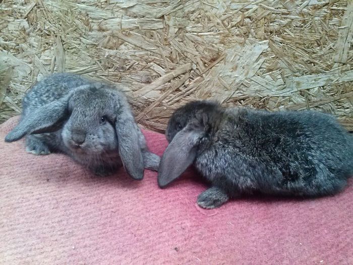 CAM00253 - femela berbec nr 2