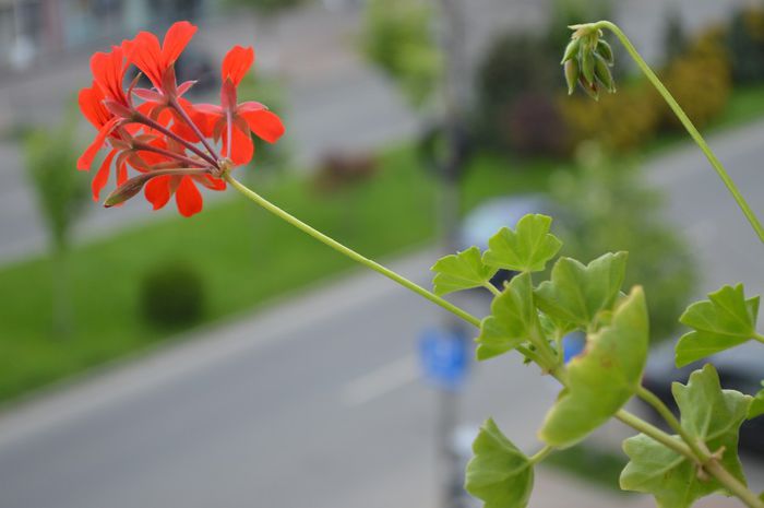 Diagonala - 2014 Splendori de primavara