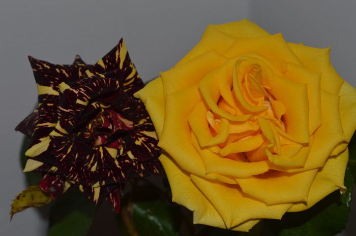 Prietenie - 2014 Splendori de primavara